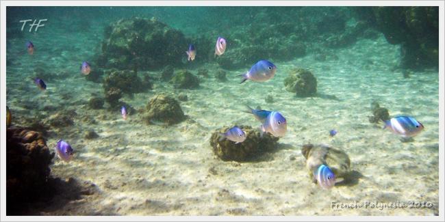 FrenchPolynesia017.JPG